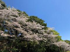 デートコースのリピーター様