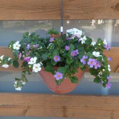 人妻ｒｅ：スタート 宮崎市デリヘル 山崎涼子【宮崎体験】 写メ日記「咲いた」