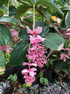 チャオのリピーター様