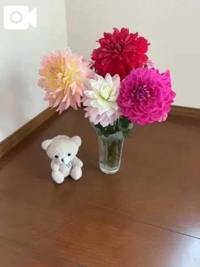 ドジャースウグイス