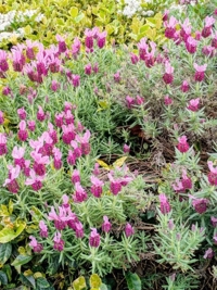 少しでも癒しになれば嬉しいです