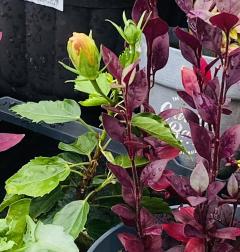 昭和（沖縄・完全個室プライベートエステ）(メンズエステ) 与那嶺綾子