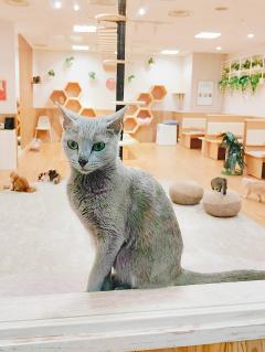 にゃん🐈‍⬛にゃん🐾