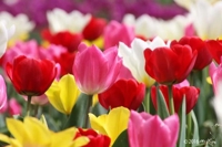 待ちナビ　しずく