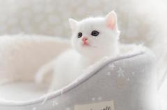 たまらない…ふかふかボディ?