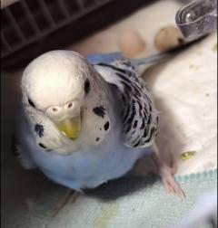 おざます♪ヽ(´▽｀)/