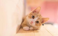 ラスト枠埋めて欲しいにゃ??