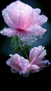 有り難うございます