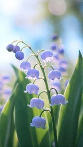 有り難うございます