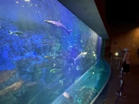 MIYAZAKI SANSAIN　ひめ