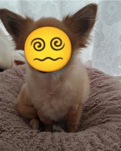 ウチの🐶こ〜🩷⤴️