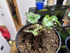  都城店りょう奥様