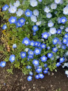 鹿児島ちゃんこ 天文館店(鹿児島市) はるな