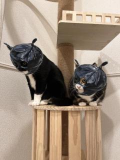 おっはよー＼(^ω^)／