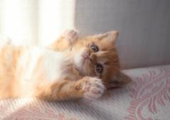 鹿児島天文館デリヘルLOVEVE～ラヴィーヴ～(鹿児島市) あずき☆愛嬌◎ぽちゃグラマー嬢☆