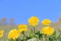 ありがとうございます