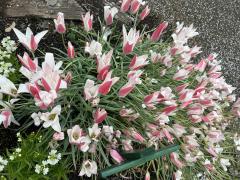 早めに出勤してます