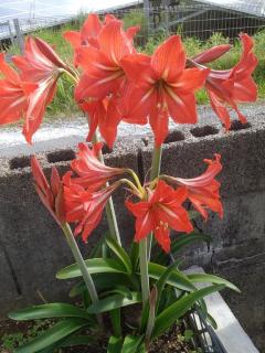 [お題]from:トーク好きさん