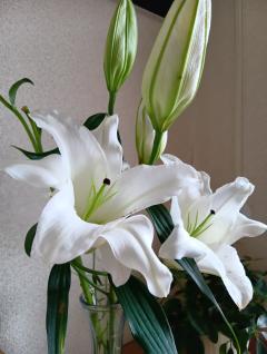 ご主人様いらっしゃい 大分店　ｳﾒ♡１人エッチ覗いてコース