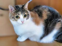 鹿児島天文館デリヘルLOVEVE～ラヴィーヴ～(鹿児島市) あずき☆愛嬌◎ぽちゃグラマー嬢☆