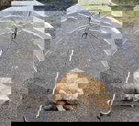 雨降りすぎ！濡れてるついでに