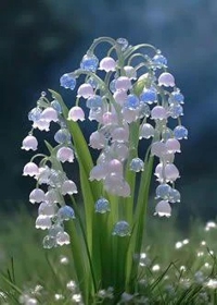 有り難うございます