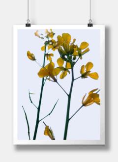 JaPON(デリヘル) 真子ﾏｺ