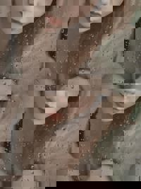 しゅっきん？？