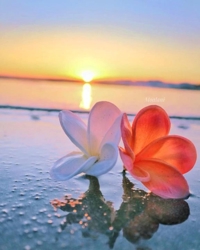 有り難うございます