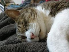 爆安＜元祖＞どすこい倶楽部　しょう子(宮崎店)