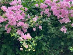 人妻ｒｅ：スタート　【体験】平沢あおい