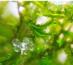 ご主人様いらっしゃい 大分店　めぐ♡美人素人