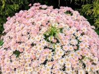 イベントのご案内です