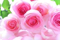 有り難うございます