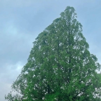 宮崎ちゃんこ都城店　うみ