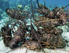 鶴富屋敷　ひな(癒し系♡)