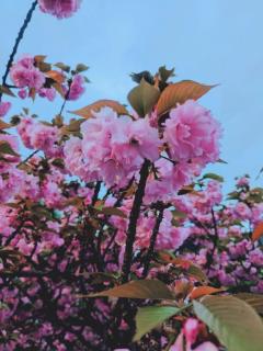 commit　ホノカ【四十路】