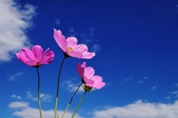 有り難うございました