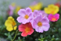 Spica(すぴか)　新★まい★完全業界初！