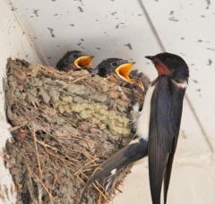 ご主人様いらっしゃい 大分店　リサ♡三川限定