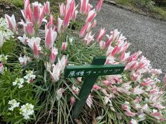 ドスケベ人妻　みらい♡ドスケベ熟女