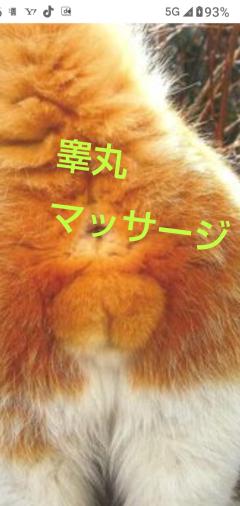 人妻セレブ　野風(のかぜ)