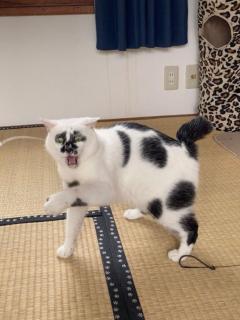 鹿児島天文館デリヘルLOVEVE～ラヴィーヴ～　あずき☆愛嬌◎ぽちゃグラマー嬢☆