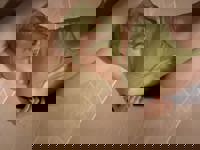 LOHAS(ロハス)　新人みゆ