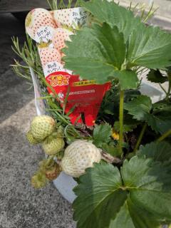 JaPON　新人！美鈴ﾐｽｽﾞ