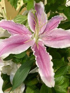 パリスのお兄様