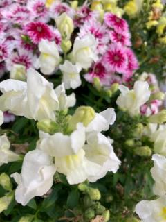 ありがとうございます