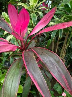 パリスのお兄様