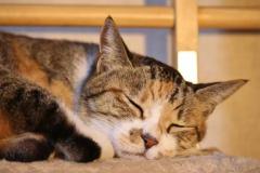 鹿児島天文館デリヘルLOVEVE～ラヴィーヴ～　あずき☆愛嬌◎ぽちゃグラマー嬢☆