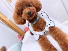 人妻コレクション～若妻から熟女まで　新人ももか♡大量潮吹き美女